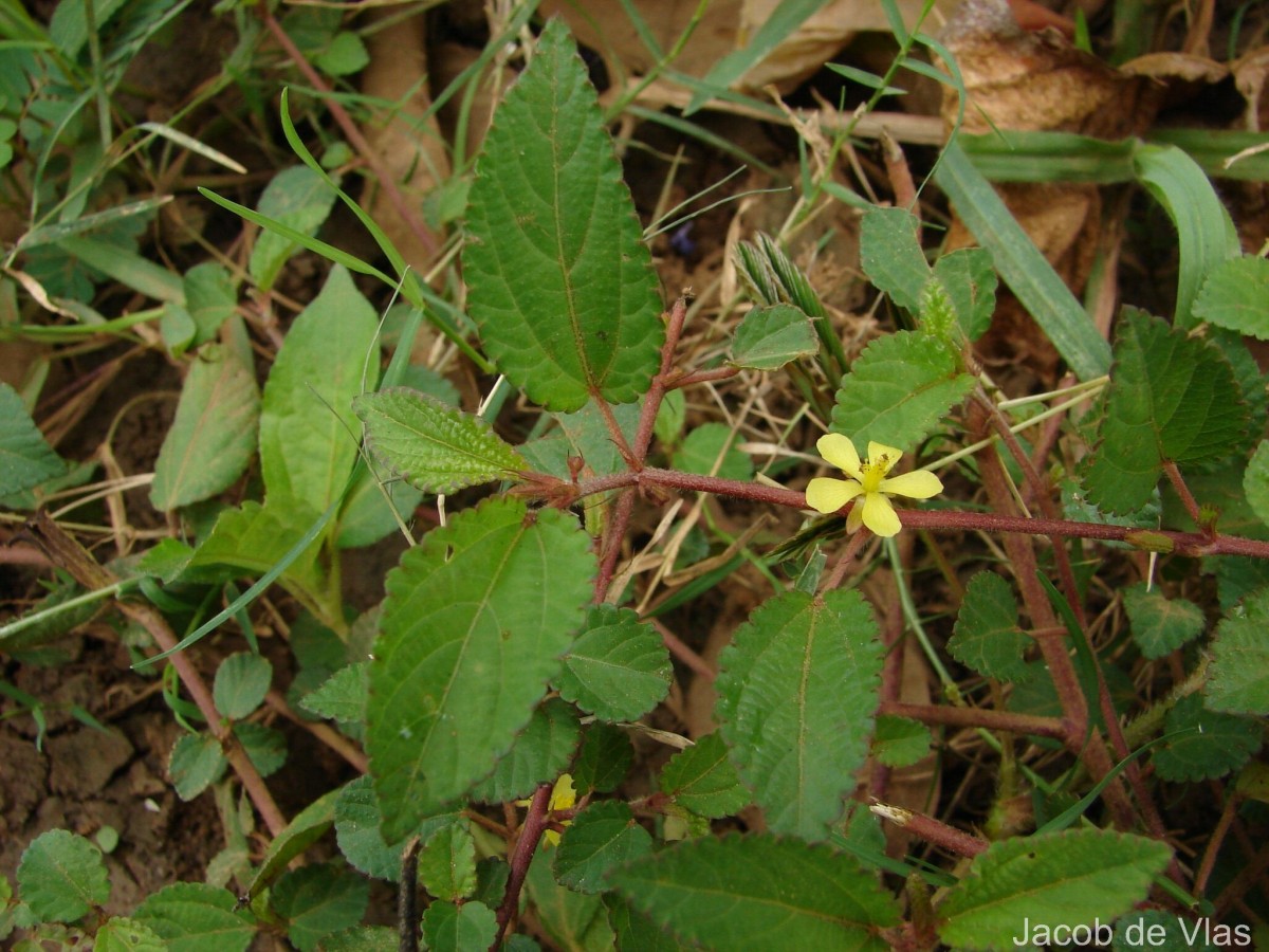 Corchorus aestuans L.